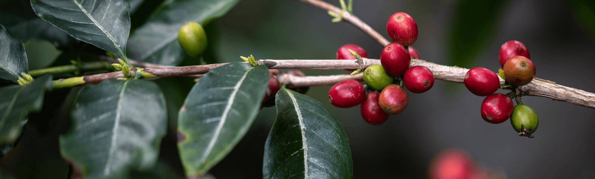  Geschichte des Kaffees   Hinter jedem Delta Q-Moment liegt eine lange Geschichte... 