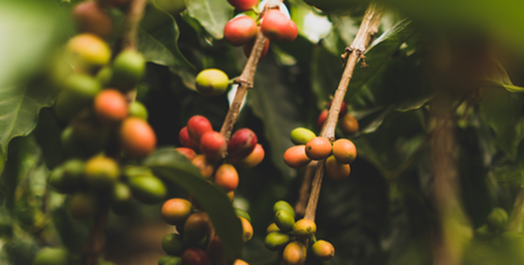Du café vert à la capsule