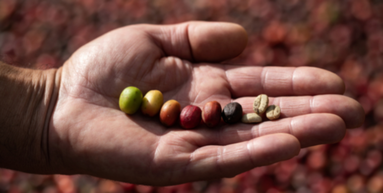 Torréfaction du café: arôme